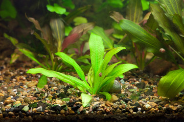 background of the aquarium with green plants