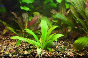 background of the aquarium with green plants
