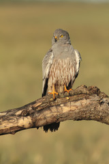Aguilucho cenizo