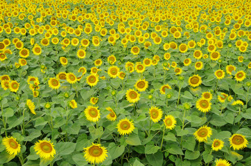 Obraz premium sunflowers