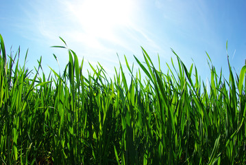 Obraz premium lawn on sky