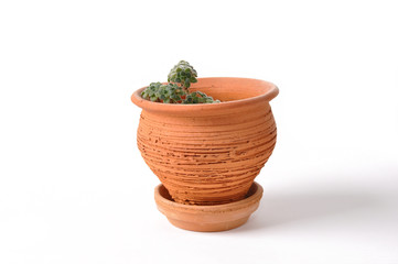 aeonium in flowerpot