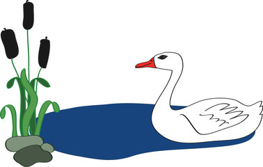 Swan near reeds