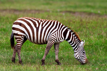 Fototapeta na wymiar Zebra w Masai Mara National Park, Kenia