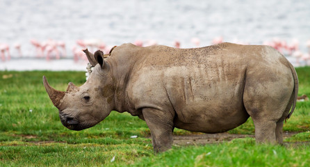 Rhinoceros in Lake Nakuru National Park, Kenya