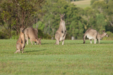 eastern grey kangaroos