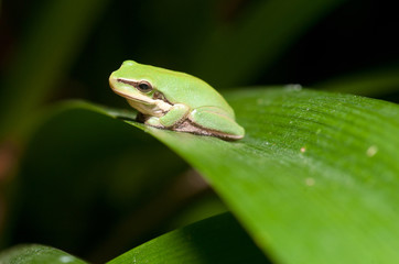 green tree frog