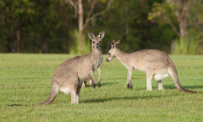 Naklejka na ściany i meble wschodnie kangury szare