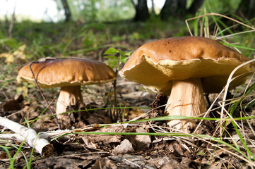 mushrooms