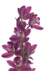 Orchid flowers over white (Cymbidium sp)