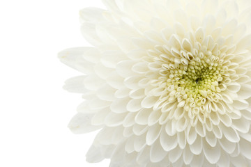 white chrysanthemum - obrazy, fototapety, plakaty