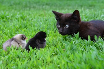 Kitten and two chickens have met on a grass