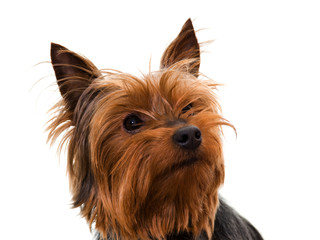 yorkshire terrier