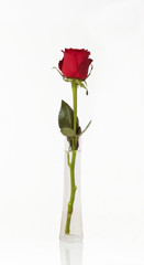 red rose in a vase