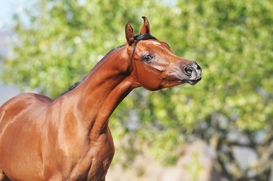 bay arabian horse portrait in summer