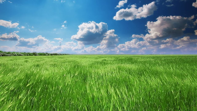 green field and cloudy sky