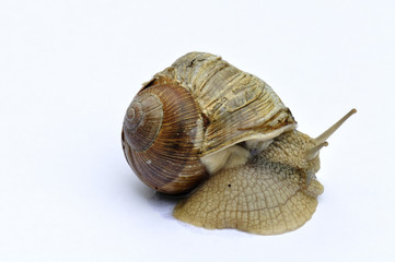 Weinbergschnecke