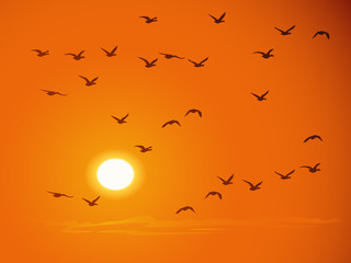 Flying birds against orange sunset