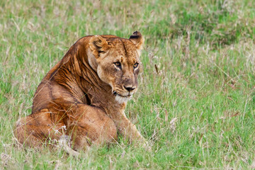 African Lioness in the Lake Nakuru National Park, Kenya