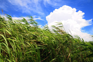 葦原　Reed