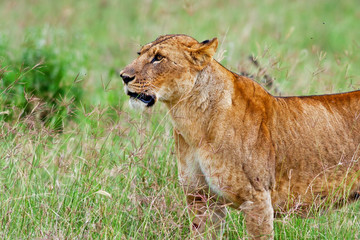 African Lioness in the Lake Nakuru National Park, Kenya