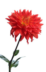 Red dahlia flower isolated on white