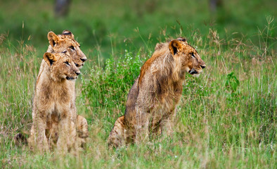 African Lions in the Lake Nakuru National Park, Kenya