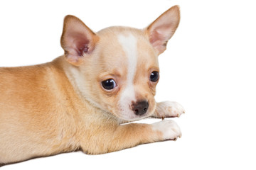 Chihuahua puppy in front of white background