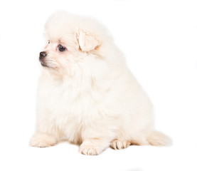 Pomeranian Spitz puppy on a white background