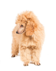 Apricot poodle puppy portrait on a white background