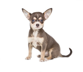 Chocolate and white Chihuahua puppy, 8 weeks old, standing in fr