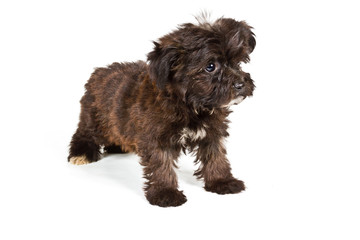 Puppy yorkshire terrier on the white background