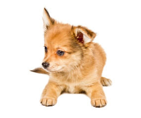 chihuahua puppy (3 months) in front of a white background