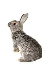 grey  rabbit