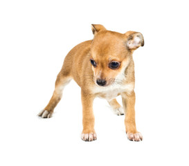 chihuahua puppy in front of a white background