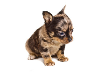Obraz premium chihuahua puppy in front of a white background
