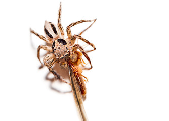 Macroclose-up  Spiders captured insects on white  floor