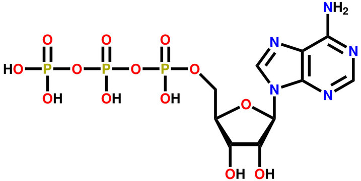 Adenosine triphosphate (ATP) structural formula