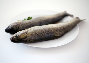 Frische Forellen direkt nach dem Fang auf den Teller - Angler Forellenfarm