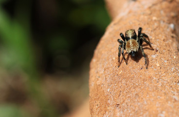 Spider on the edge of ceramics pot