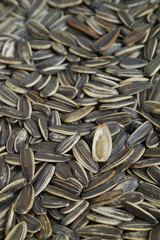 Close up sunflower seeds