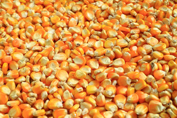 Corn seeds