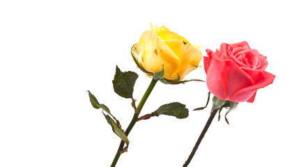fresh roses on white background. space for your text
