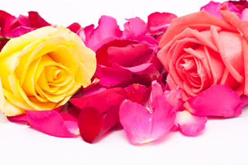 pink and yellow roses and petals on white background.