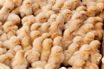 Large Group of Baby Chicks