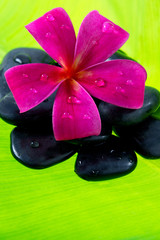 Obraz na płótnie Canvas Tropical Plumeria Frangipani with spa stone for spa and wellness
