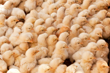 Large Group of Baby Chicks