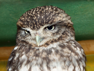 Beautiful owl's eye's