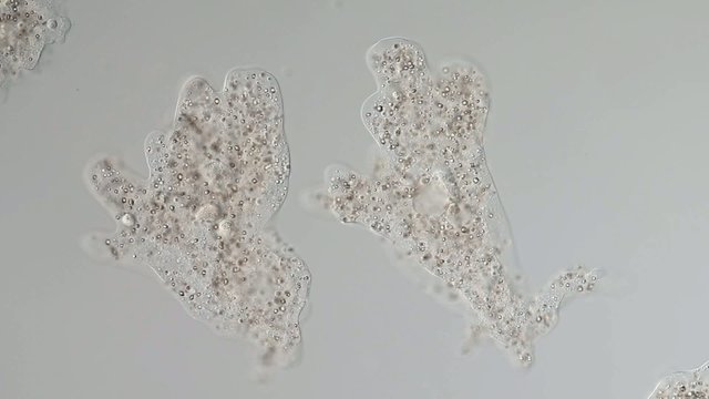 Amoeba proteus / Chaos diffluens - Fortbewegung