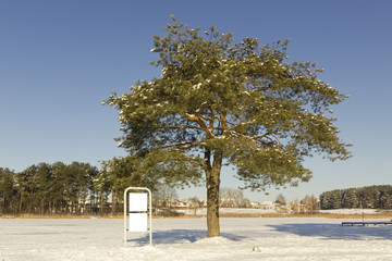 Pine tree in winter and empty billboard